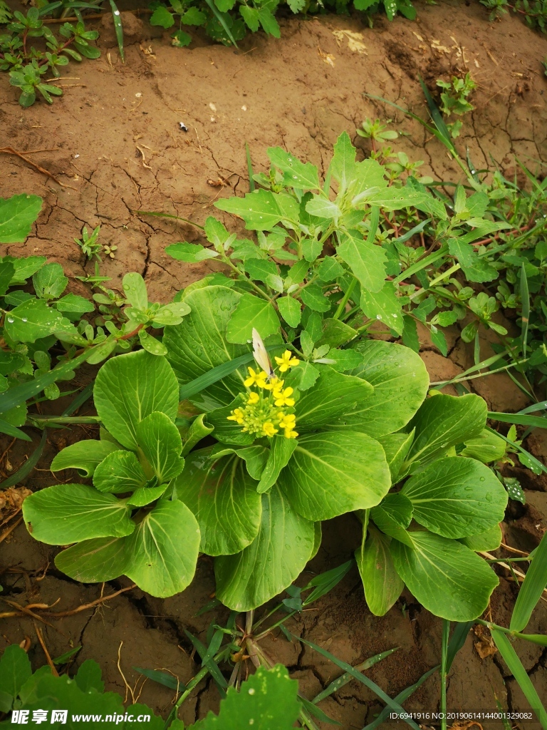 小油菜