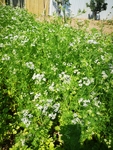 香菜花