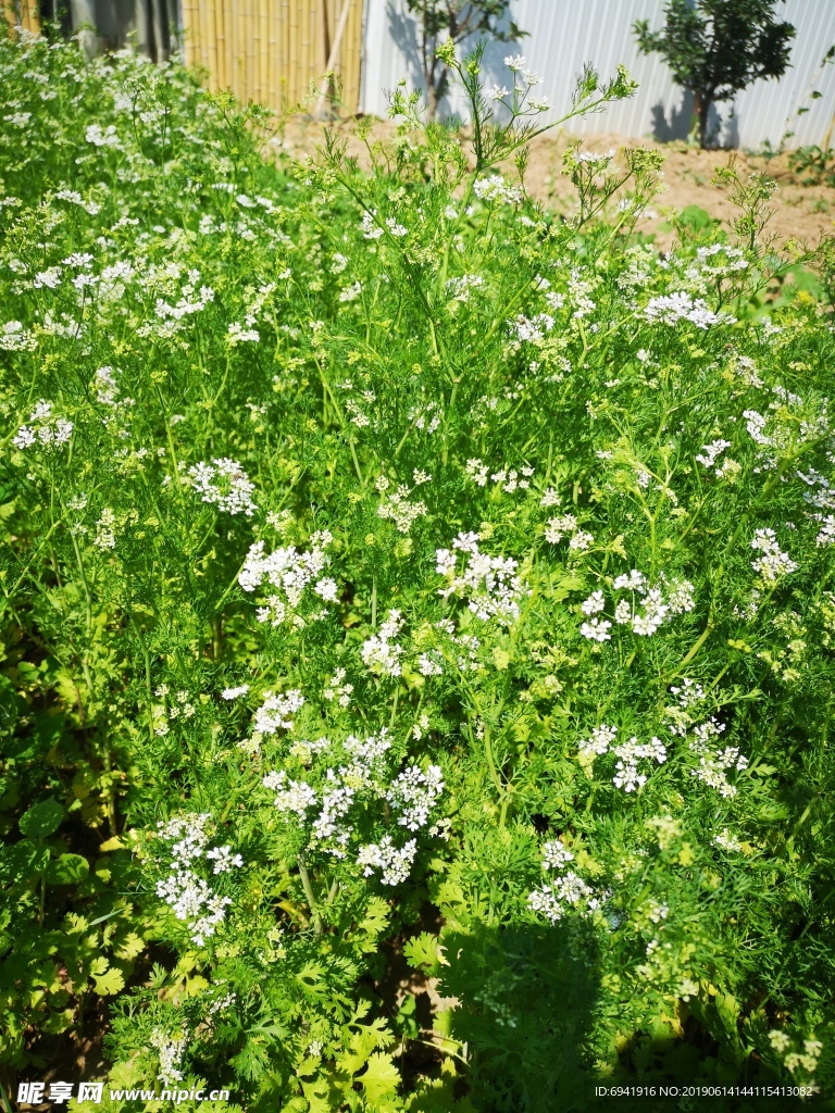 香菜花