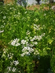 香菜