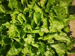 生菜