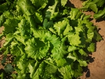 生菜