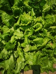 生菜