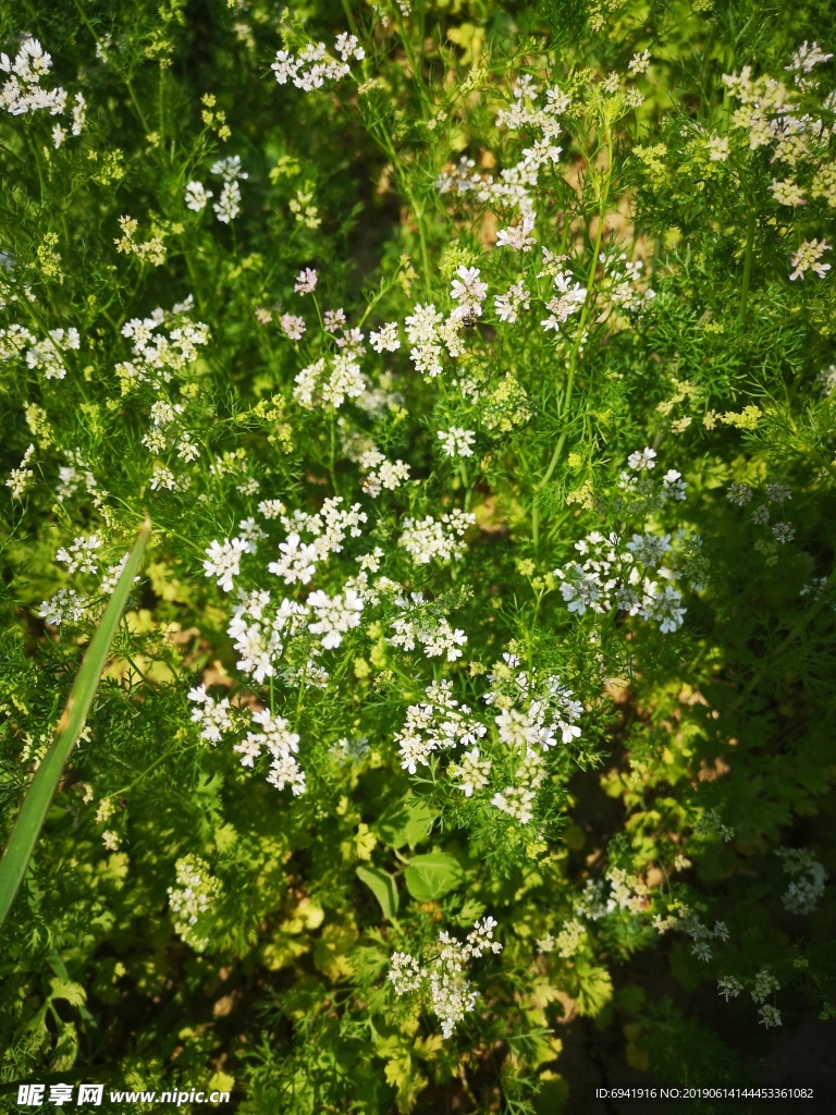 香菜花