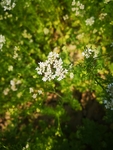 香菜花