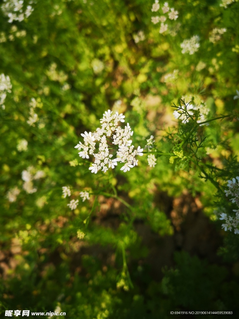 香菜花