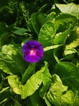 牵牛花