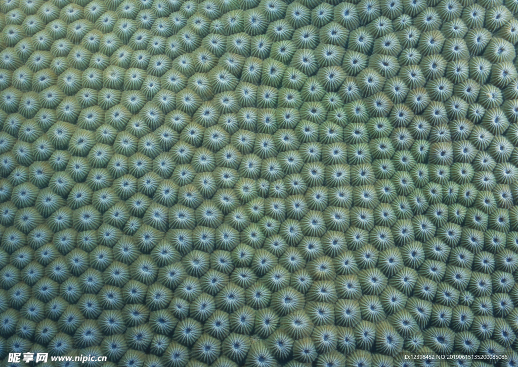 海底生物