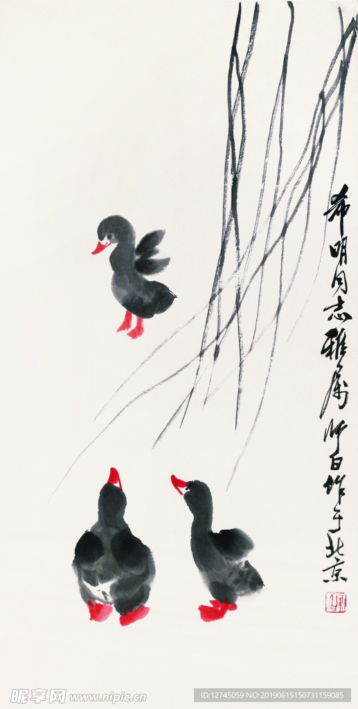 雏鸭