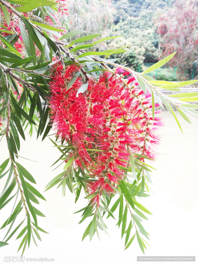 花