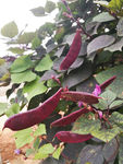 紫刀豆