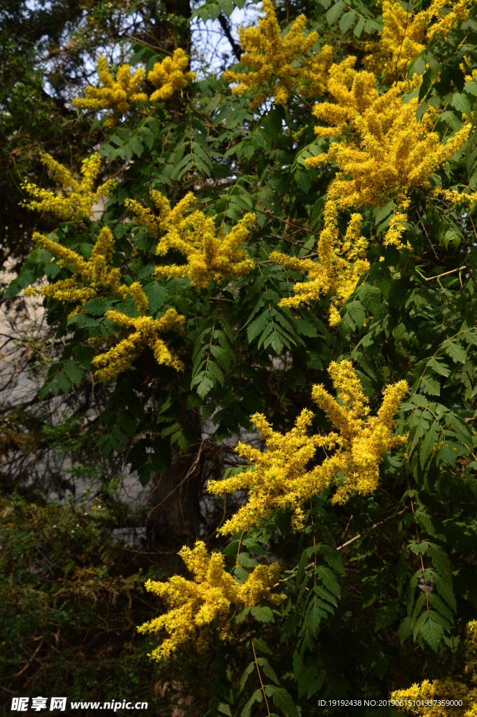 栾树花