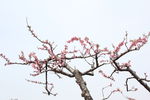 桃花 桃树