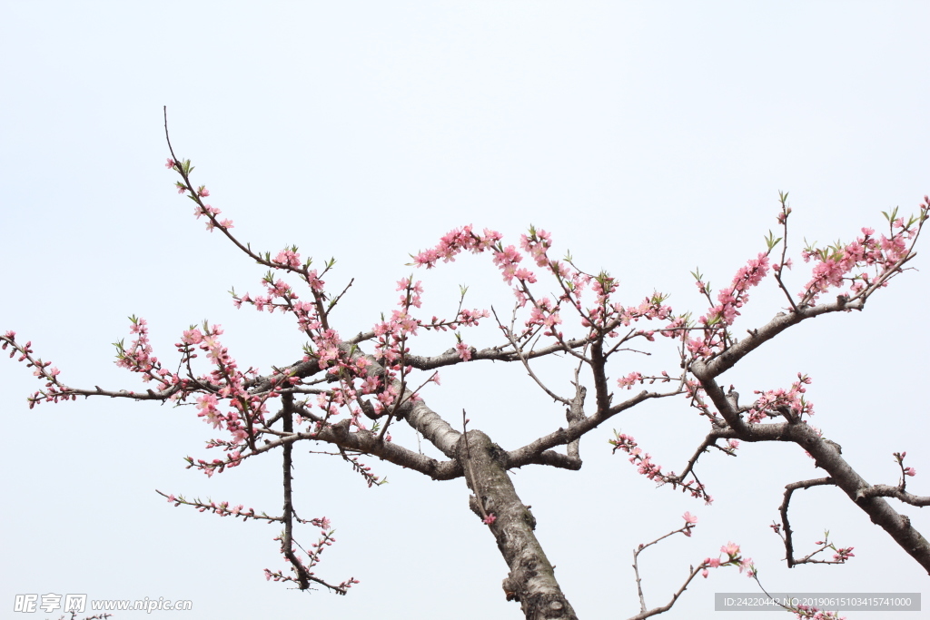 桃花 桃树