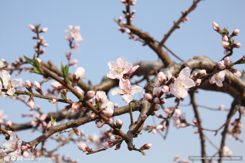 桃花