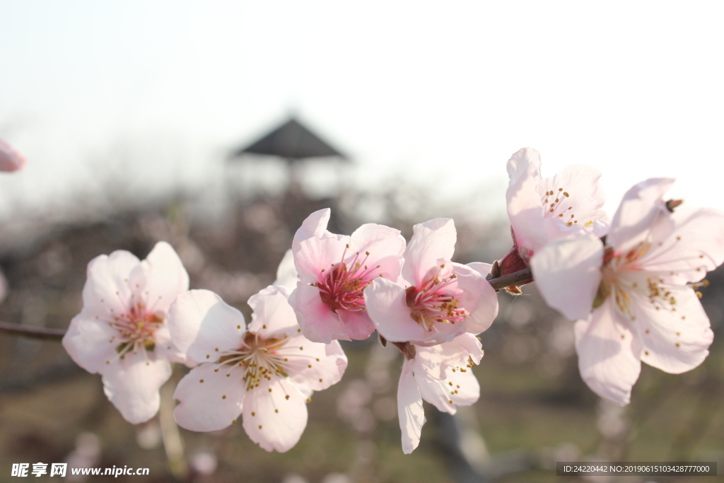 桃花
