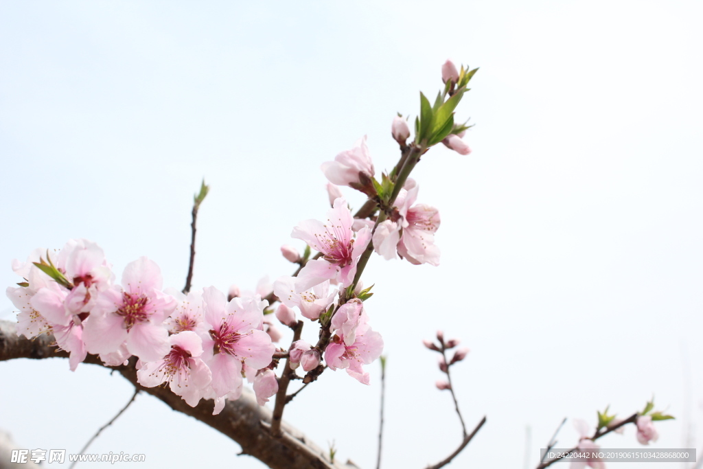 桃花