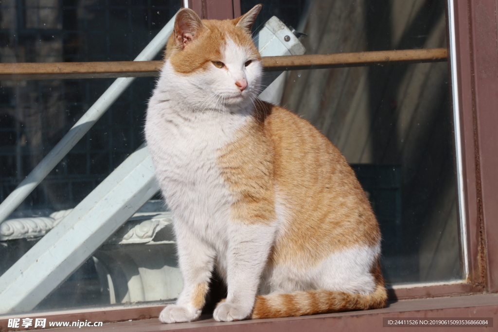猫