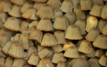 野蘑菇