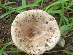 野蘑菇