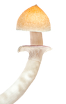 野蘑菇