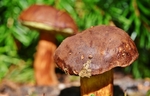 野蘑菇