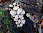 野蘑菇
