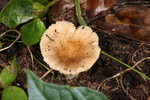 野蘑菇