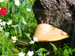 野蘑菇