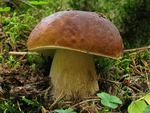 野蘑菇
