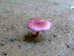 毒蘑菇