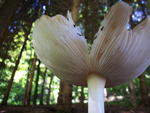 野蘑菇