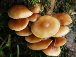 野蘑菇