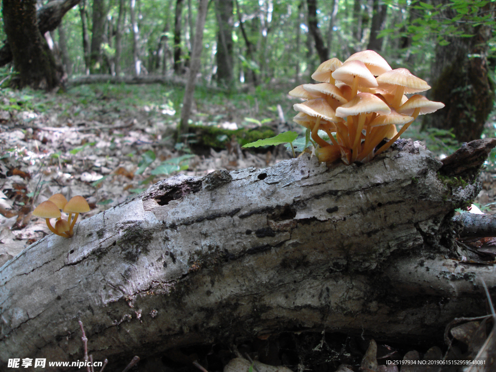【图】蘑菇怎么炒好吃 蘑菇种类 - 装修保障网