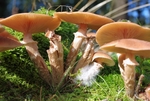 野蘑菇