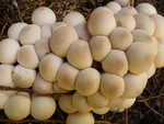 野蘑菇
