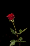 玫瑰花