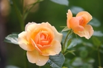 玫瑰花