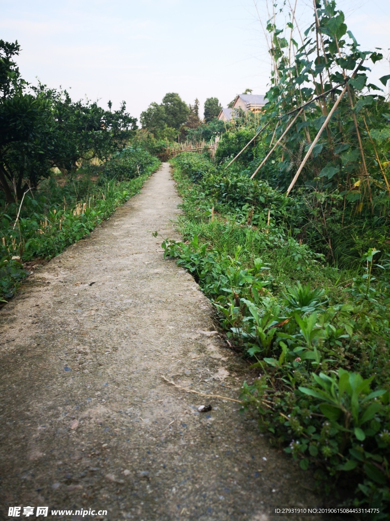 乡间小路 绿色小路