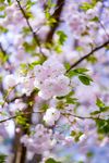 桃花 花朵 鲜花 花瓣