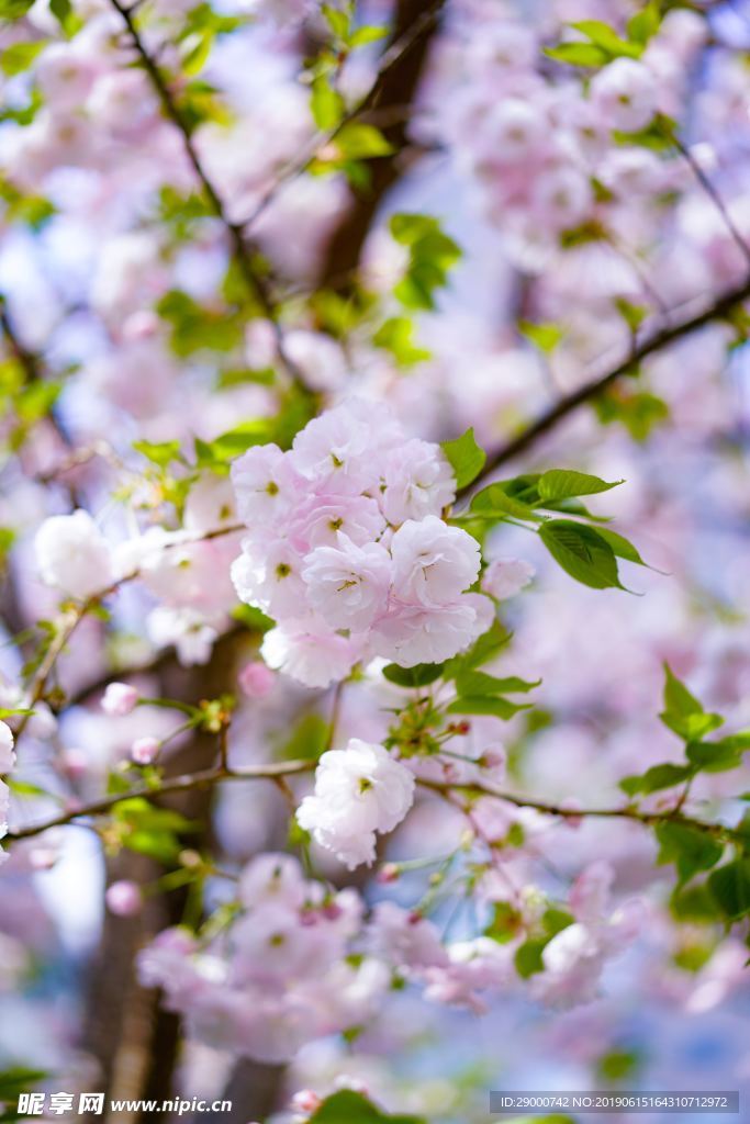 桃花 花朵 鲜花 花瓣