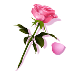 玫瑰花