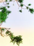 树 树枝