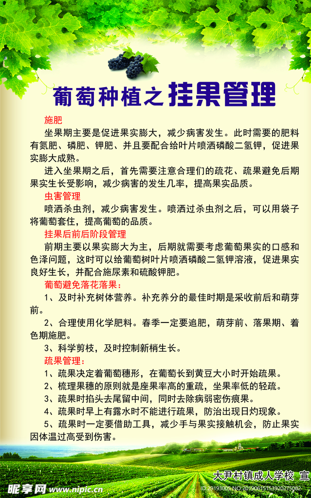 挂果