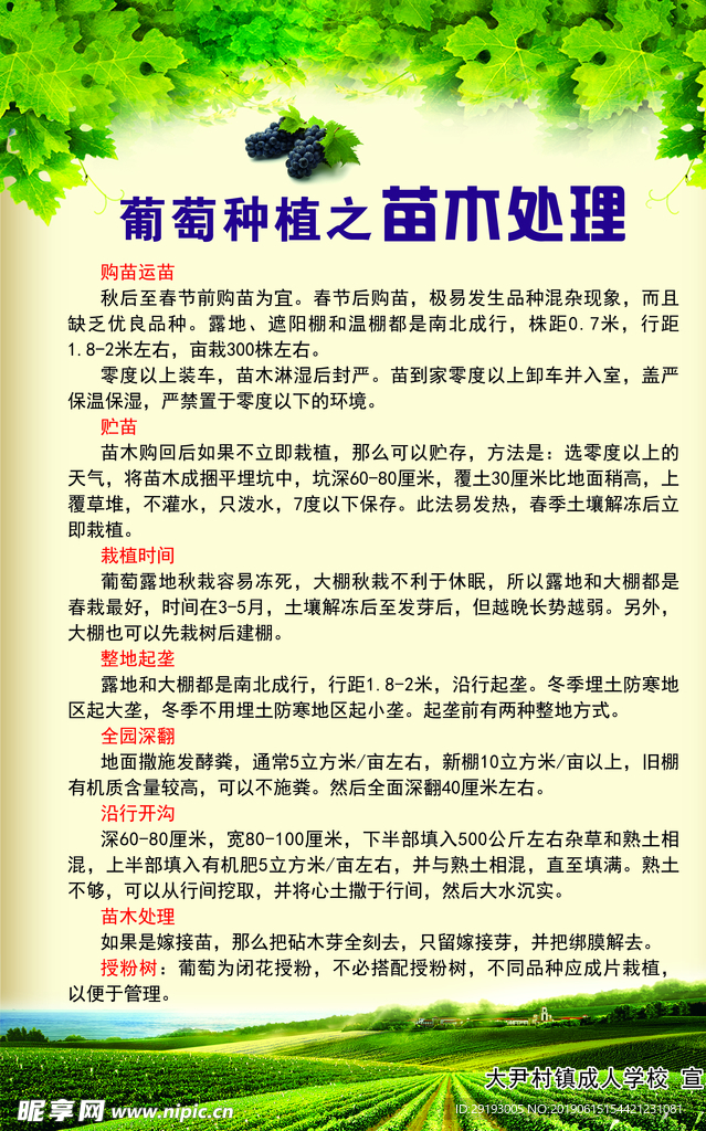 苗木处理