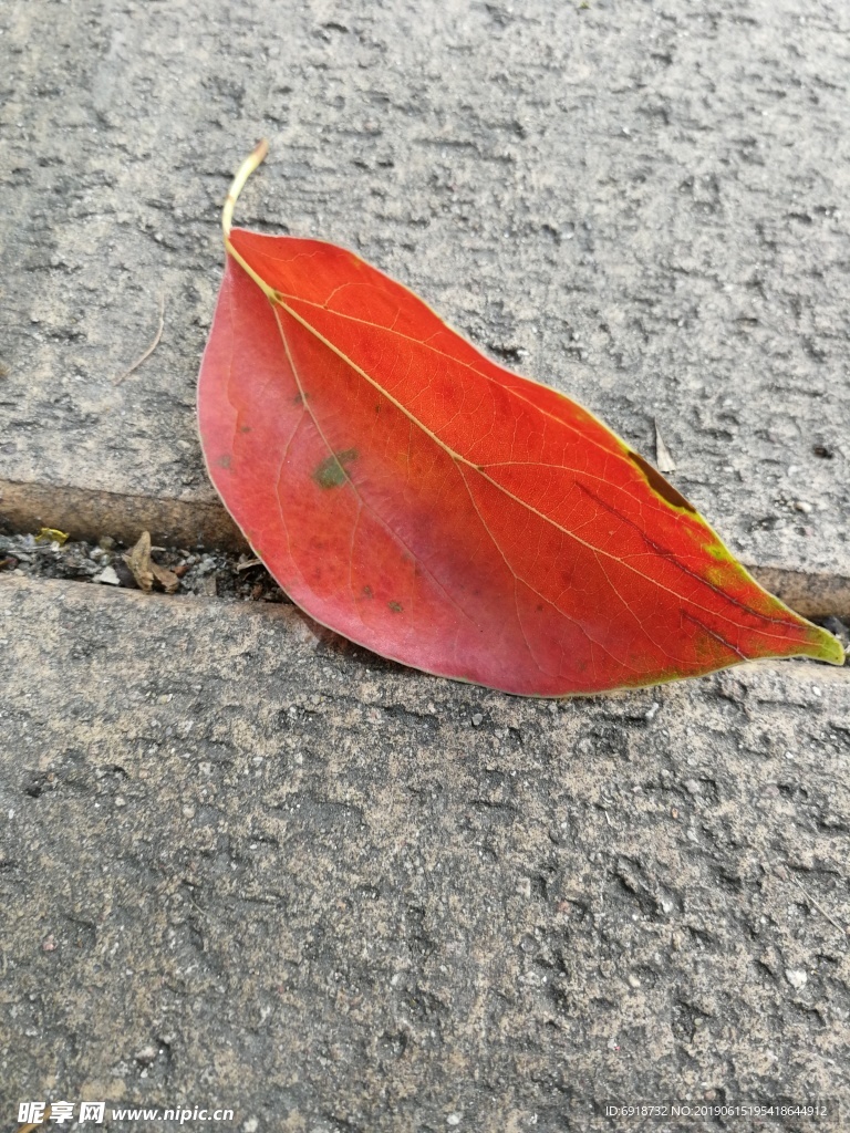 飘落的秋叶