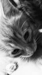 猫咪
