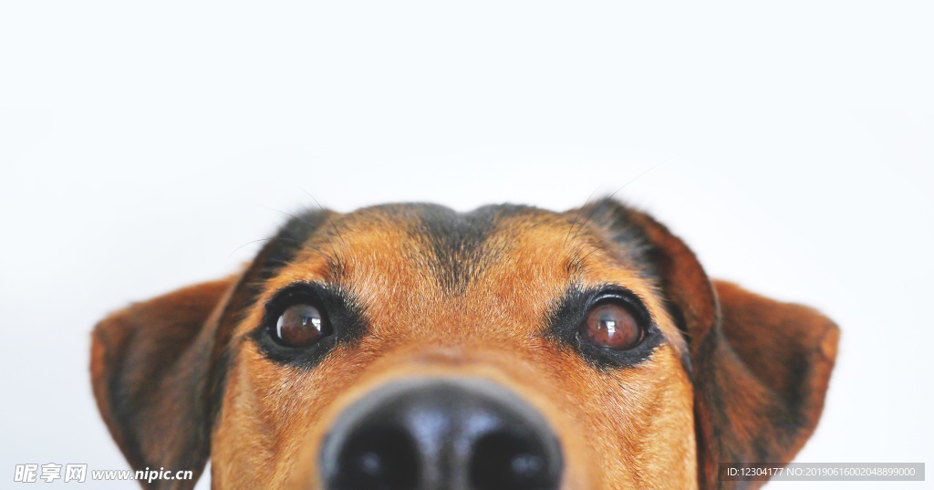 狗