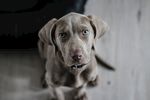 狗