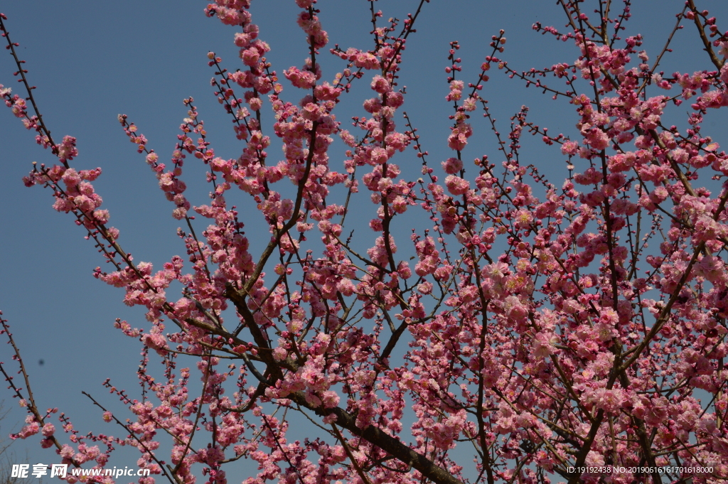 梅花